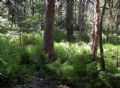 Equisetum sylvaticum